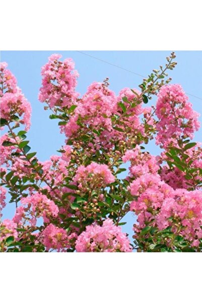 Mimoza Gül Pembe Oya Çiçeği Fidanı 40-80 cm