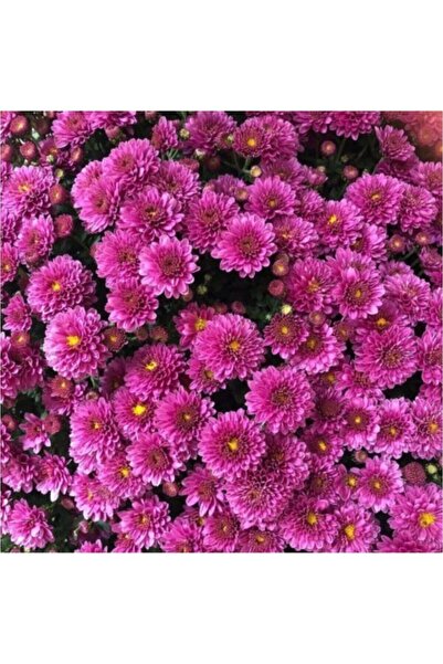 Mimoza Mor Bodur Kasımpatı Çiçeği Fidanı 10-30 cm