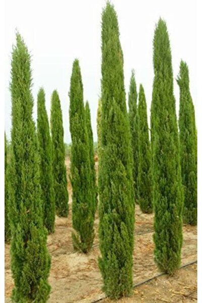 Tunç Botanik AKDENİZ SERVİSİ 10 ADET - ÇİT BİTKİSİ 40-60 cm