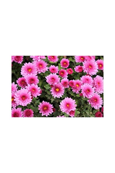 Mimoza Pembe Kasımpatı Çiçeği Fidanı Saksılı 20-40 cm