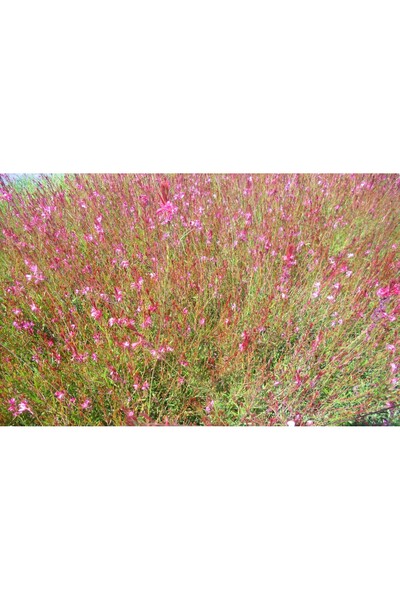 Tunç Botanik GAURA ÇİÇEĞİ 5 ADET - ÇOK YILLIK DIŞ MEKAN ÇİÇEĞİ