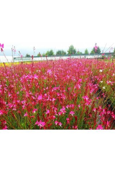 Tunç Botanik GAURA ÇİÇEĞİ 5 ADET - ÇOK YILLIK DIŞ MEKAN ÇİÇEĞİ