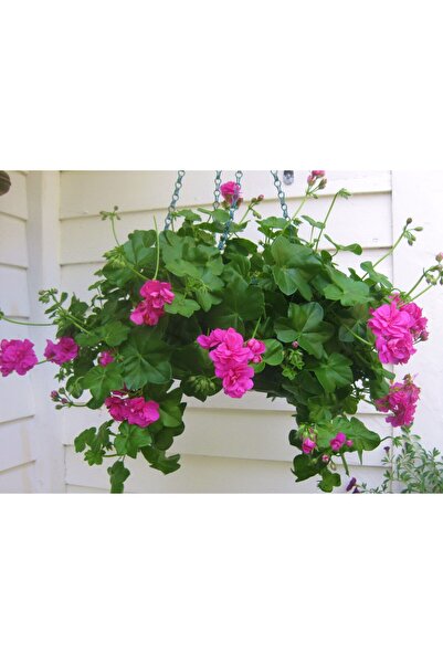 tnc garden groups Sakız Sardunya – Pelargonium peltatum (Askılı Saksıda)