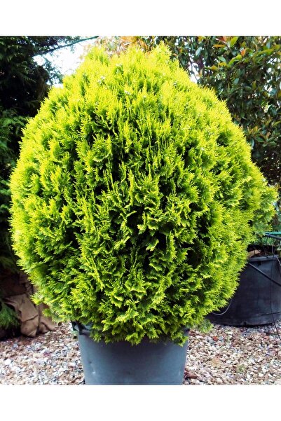 Tunç Botanik ALTUNİ TOP MAZI 10 ADET - SARI ÇİT BİTKİSİ