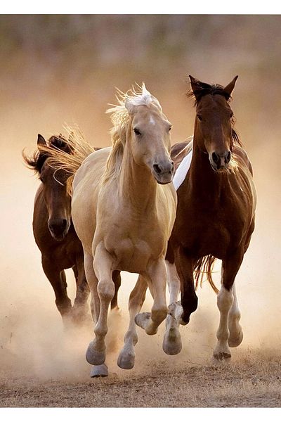CLEMENTONI 39168 Running Horses 1000 Piece Puzzle