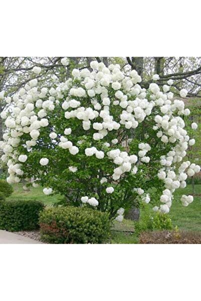 bahçevilya Çınar Kartopu Fidanı (Viburnum opulus) - Bahçeniz İçin Zarif ve Da...
