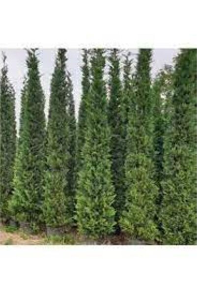 bahçevilya Selvi Leylandi Fidanı - Bahçeniz İçin Güçlü ve Estetik Çit Bitkisi...