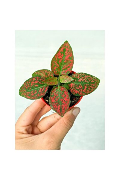 Mimoza Fittonia Hostes Çiçeği Fidanı Çilli Kırmızı 10-20 cm