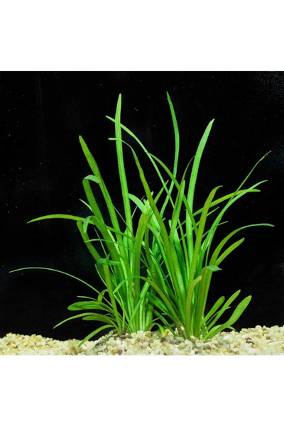 Aydın Akvaryum Sagittarria Subulata Akvaryum Bitkisi,canlı Zemin Bitki 5 Kök