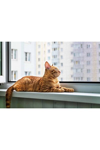 petdoor 200'LÜK (200*100 CM) KEDİ SİNEKLİK PET TÜLÜ