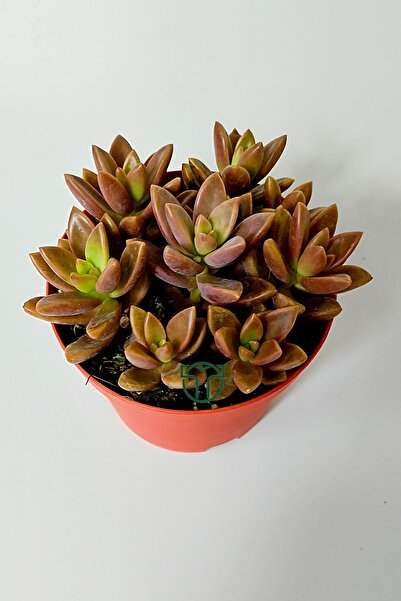 Toptan Kaktüs Graptosedum California Sunset çabuk çoğalan hızlı yayılan sukulent