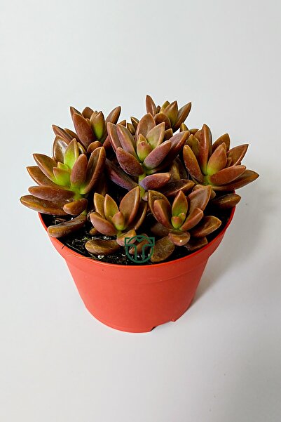 Toptan Kaktüs Graptosedum California Sunset çabuk çoğalan hızlı yayılan sukulent