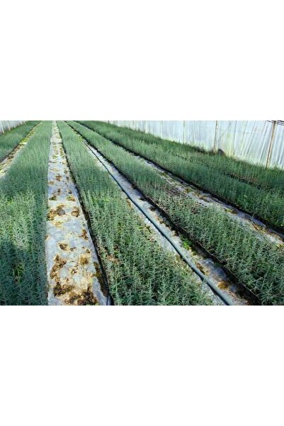 Tunç Botanik AKDENİZ SERVİSİ 20 ADET - ÇİT BİTKİSİ 40-60 cm