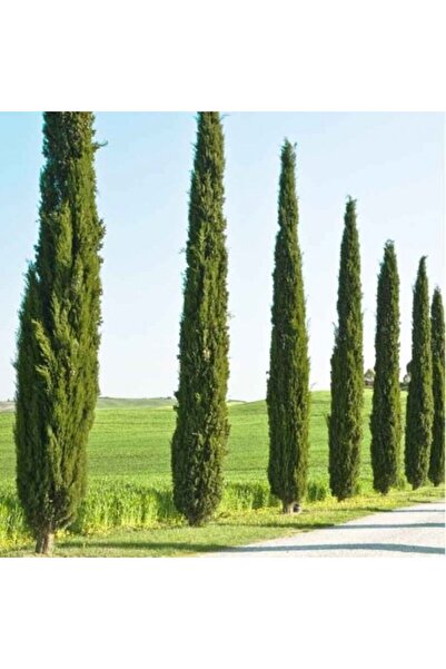 Tunç Botanik AKDENİZ SERVİSİ 20 ADET - ÇİT BİTKİSİ 40-60 cm