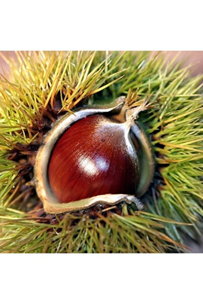 ASES Tüplü Hacı Ömer Kestane Fidanı 2 Yaş 90-110 Cm Boy