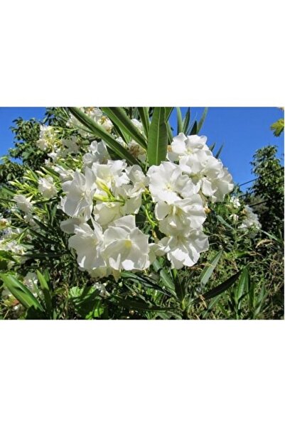 ASES Tüplü Beyaz Zakkum Fidanı Yaş 2 Boy 90-110cm