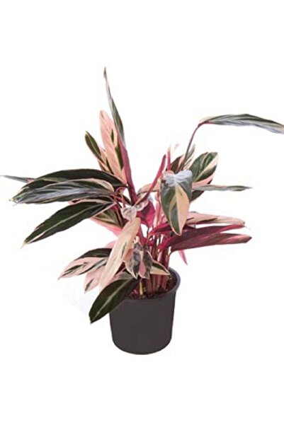 Berceste Peyzaj tasarım Dua Çiçeği Galathea Triostar Ev Bitkisi Ofis Bitkisi ...