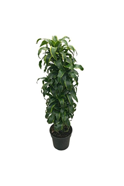 Betonish Dracaena Fragrans 'dorado'