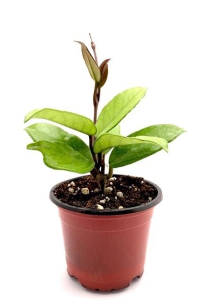 siyahgulcom Mum Çiçeği Mum Bitkisi Hoya Carnaso 10 - 15 Cm