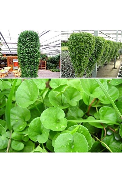 Ekodoğa Fare Kulağı Tohumu 50 Gr Çim Tohumu Yer Örtücü Yayılıcı Çim Dichondra Repens Fare Kulağı Çimi