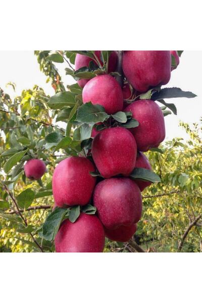 Bitki Dizayn Tüplü Yarı Bodur Yüksek Verimli Sert Sulu Starking Elma Fidanı