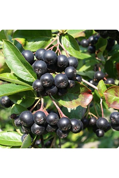 Bitki Dizayn Viking Aronya Bery Rus Yaban Mersini Fidanı.