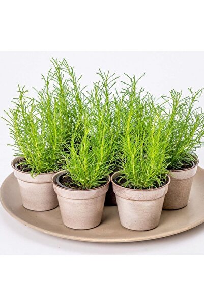 Genel Markalar Şifalı Zeytin Aromalı Zeytin Otu (santolina Virdis Oliver) Fid...