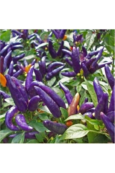 Tohum Dünyam 20 Adet Saksılık Mor Süs Biberi Tohumu
