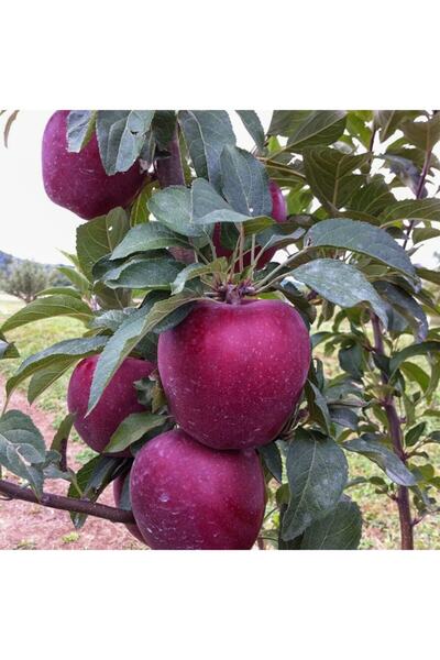 Bitki Dizayn Tüplü Yarı Bodur Albenisi Yüksek Kırmızı Red Chief Elma Fidanı