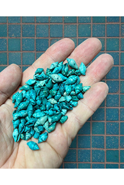 Flea Market 100 bucăți de scoici de mare adevărate - Turcoaz Nassa - fără gău...