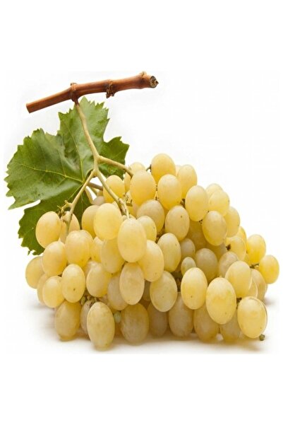 bitkifidan 4 Yaş Sultani Çekirdeksiz Üzüm Fidanı