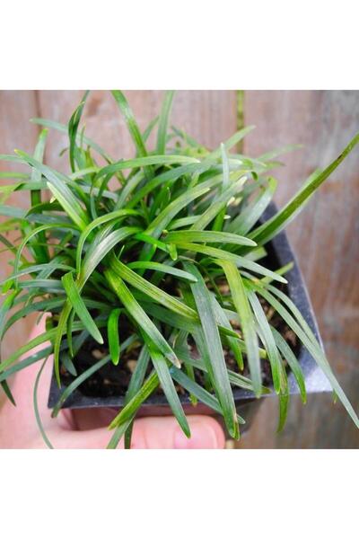 Tunç Botanik OSMANLI ÇİMİ 30 ADET - GÖLGE ÇİMİ