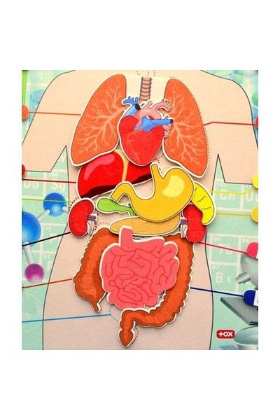 Tox Internal Organs System Felt Wall Panel, Educational Toy