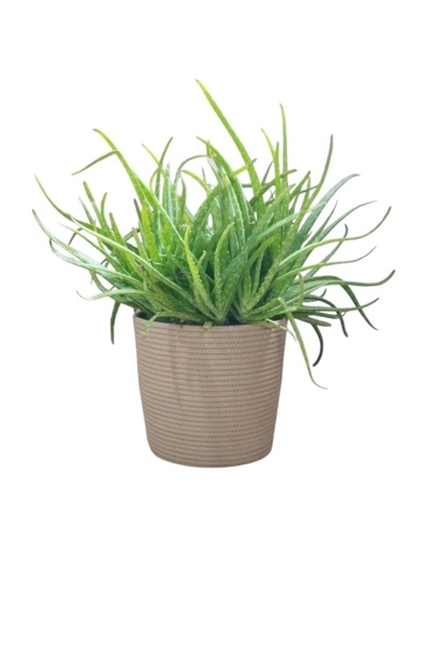 bayram taşcıoğlu home desing Organizer Basket Flower Pot Organizer