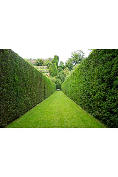 Tunç Botanik YEŞİL MAZI FİDANI 20 ADET - ÇİT BİTKİSİ ( Thuja Orientalis )