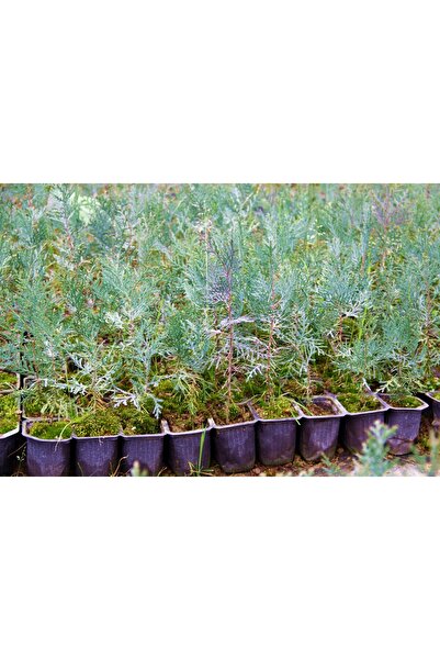 Tunç Botanik YEŞİL MAZI FİDANI 20 ADET - ÇİT BİTKİSİ ( Thuja Orientalis )
