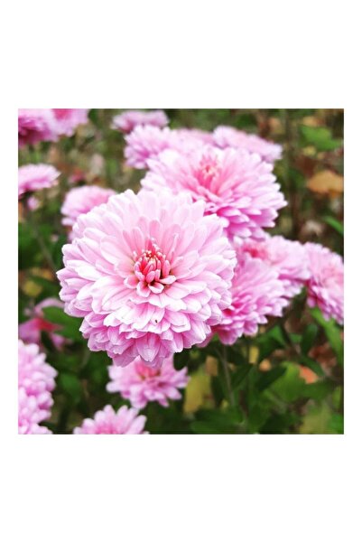 Mimoza Açik Pembe Kasımpatı Çiçeği Fidanı Saksılı 10-20 cm