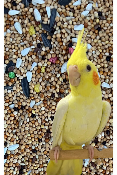 bird land Sultan Papağanı Pareket Yemi 1 Kg.