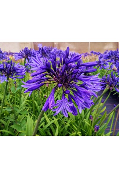 Tunç Botanik AFRİKA ZAMBAĞI - MAVİ SEVGİ ÇİÇEĞİ