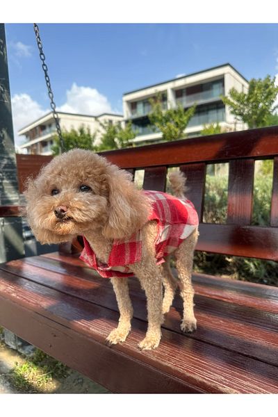 SayPuppy Small Breed Winter and Seasonal Red Dog Shirt