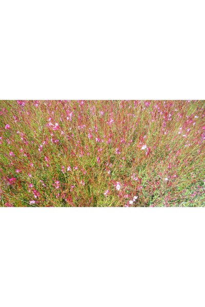 Tunç Botanik GAURA ÇİÇEĞİ 5 ADET - ÇOK YILLIK DIŞ MEKAN ÇİÇEĞİ