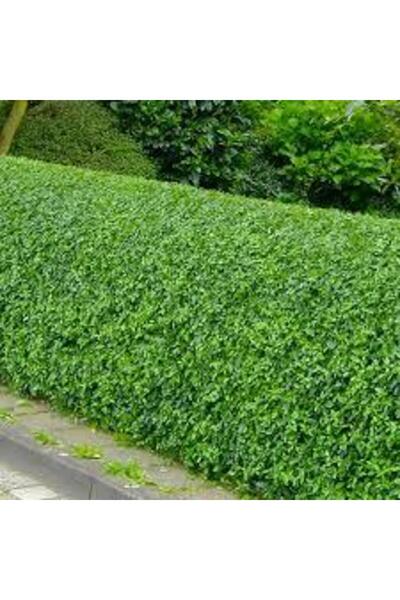 Tunç Botanik LİGUSTRUM KURTBAĞRI 20 ADET - ÇİT BİTKİSİ