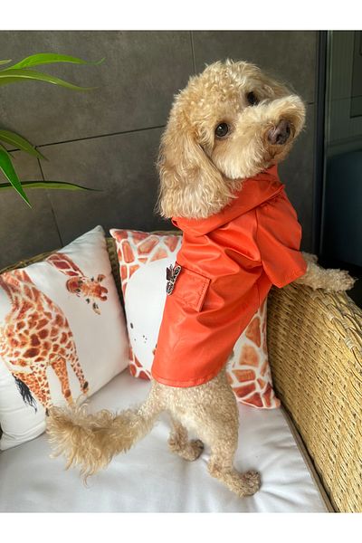SayPuppy Small Breed Winter and Seasonal Orange Dog Raincoat