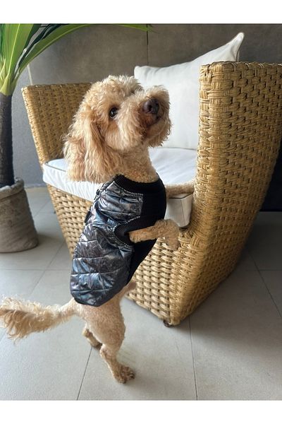 SayPuppy Small Breed Winter and Seasonal Black Dog Coat & Vest