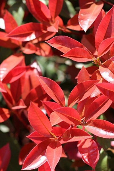 Damla botanik Alev Çalısı 20-40 Cm - Photinia Serrulata
