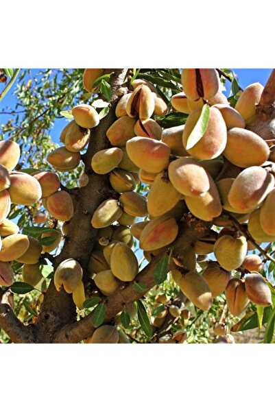 FİDAN SEPETİM 3 Yaş Aşılı Ferragnes Badem Fidanı