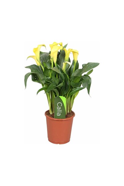 Mimoza Bitki Market Gala Gelin Çiçeği (Calla Lily)  Sarı 10-20  cm