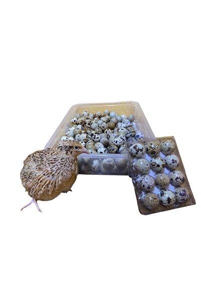 KALE BILDIRCIN KULUÇKALIK JUMBO BILDIRCIN YUMURTASI 60 ADET