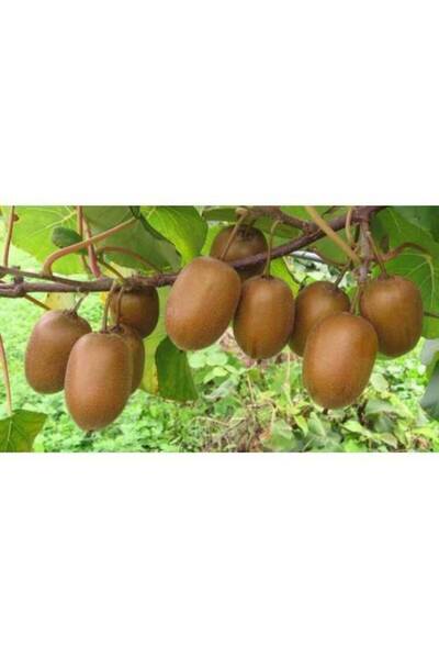 Tunç Botanik HAYWARD KİVİ FİDANI - 10 ADET - (1 Erkek + 9 Dişi)