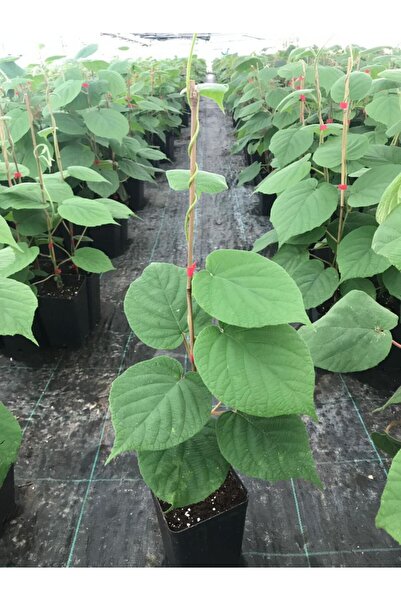 Tunç Botanik HAYWARD KİVİ FİDANI - 10 ADET - (1 Erkek + 9 Dişi)